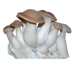 foto de um King Oyster