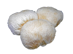 foto de um Lions Mane
