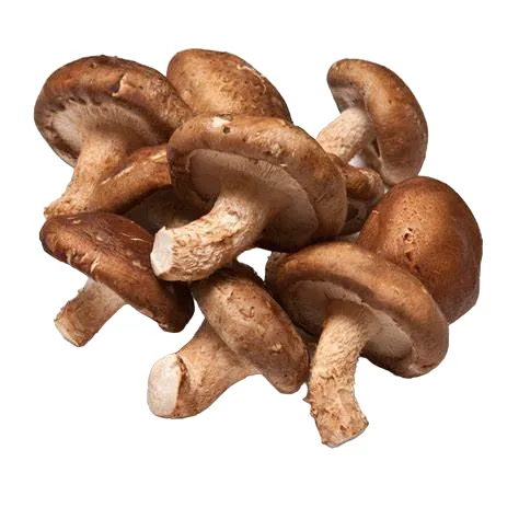 foto de um Shiitake